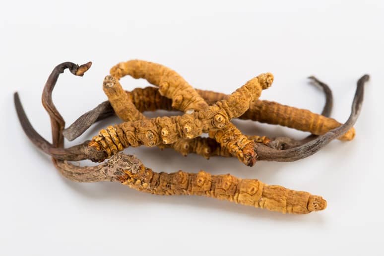 Image result for Cordyceps