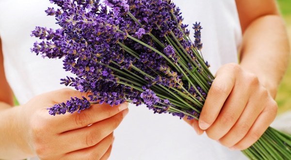 Bouquet of Lavender