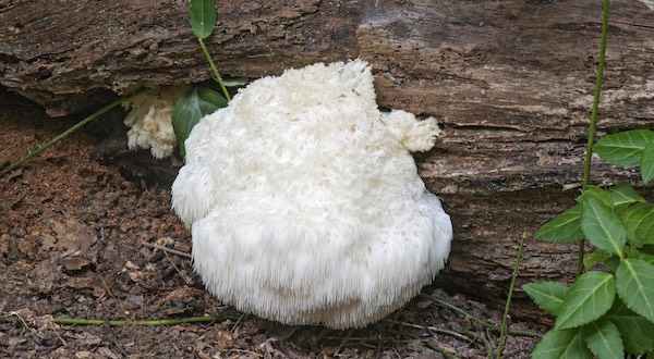 Lions mane mushroom Growing in Nature