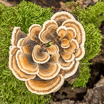 Medicinal mushrooms are included in EpiGreens