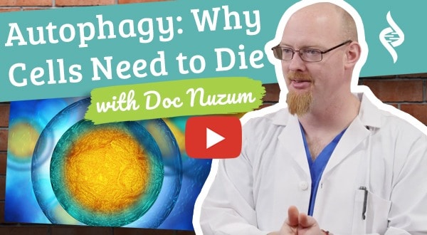 autophagy and why cells need to die