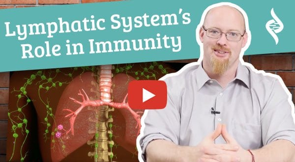 Lymphatic Systems role in immunity