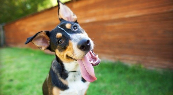 Happy dog sticking his tongue out