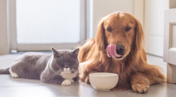 Dog and Cat After Eating Key Elements