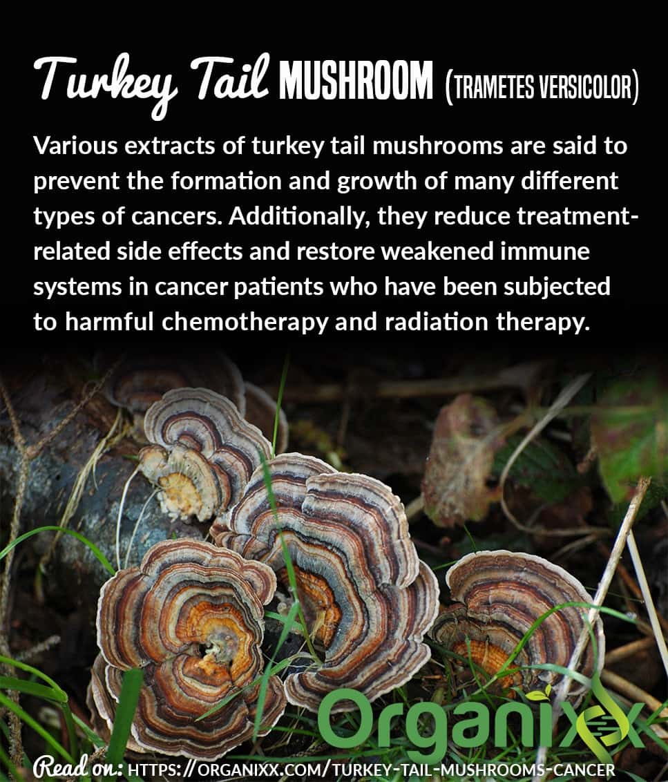 Can Turkey Tail Mushrooms Aid in the Fight Against Cancer?