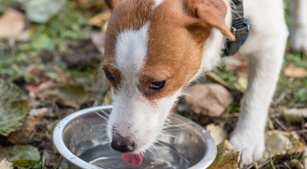 Pet Dog Drinking Water Outside