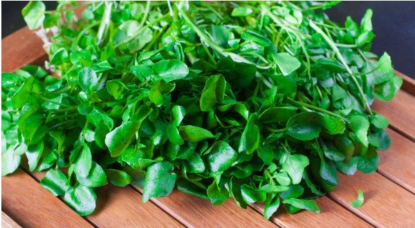watercress salad nasturtium officinale